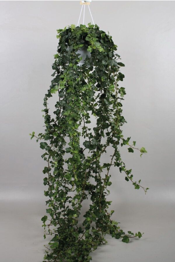 Hedera Helix Sarmaşığı Fidesi 1 Adet Yeşil Yaprak - 