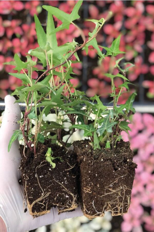 Hedera Helix Sarmaşığı Fidesi 1 Adet Yeşil Yaprak - Gardina