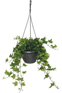 Hedera Helix Sarmaşığı Fidesi  Yeşil Yaprak - 3