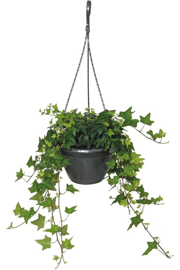 Hedera Helix Sarmaşığı Fidesi  Yeşil Yaprak - 3