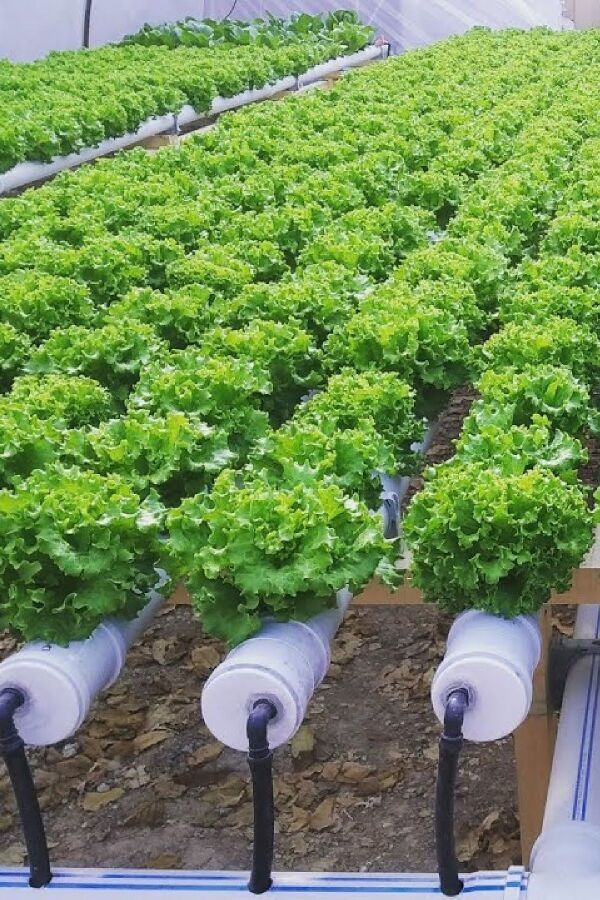 Hidroponik - Topraksız Tarım Için Kıvırcık Marul Fidesi 20 Adet HIDROPONIK, one size - 