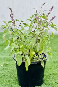 Hint Fesleğeni Fidesi Kutsal Fesleğen ( Ocimum Tenuiflorum )  - 1