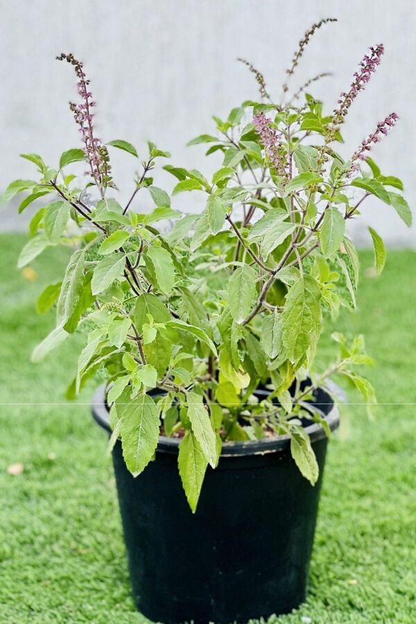 Hint Fesleğeni Fidesi Kutsal Fesleğen ( Ocimum Tenuiflorum ) 1 Adet - Gardina