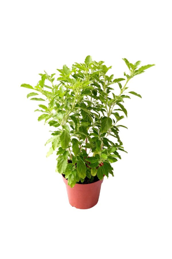 Hint Fesleğeni Fidesi Kutsal Fesleğen ( Ocimum Tenuiflorum )  - 3