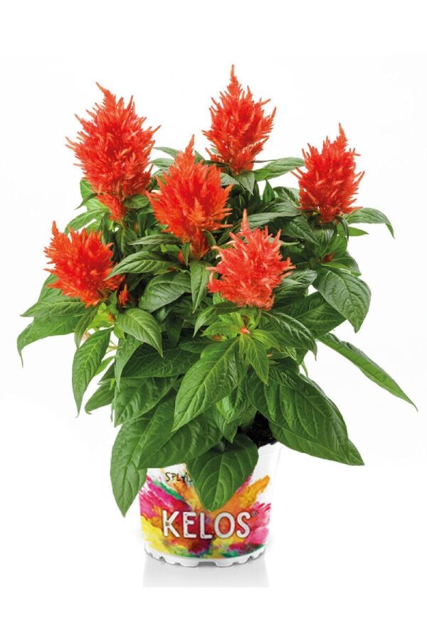 Horoz Ibiği Fidesi 10 Adet Celosia Fire Orange - 