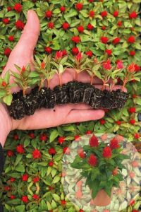 Horoz Ibiği Fidesi 10 Adet Celosia Fire Orange - 2