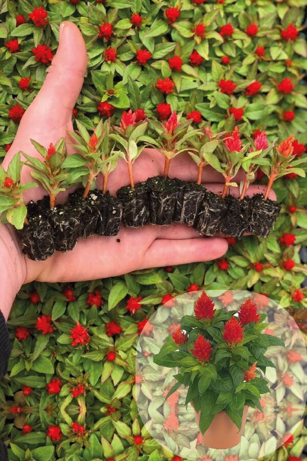 Horoz Ibiği Fidesi 10 Adet Celosia Fire Orange - Gardina