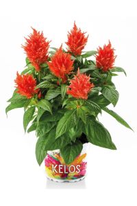Horoz Ibiği Fidesi 10 Adet Celosia Fire Orange - 1