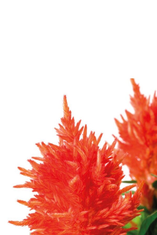 Horoz Ibiği Fidesi 10 Adet Celosia Fire Orange - 3