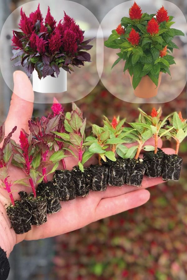 Horoz Ibiği Fidesi 10 Adet Celosia Mix - Gardina