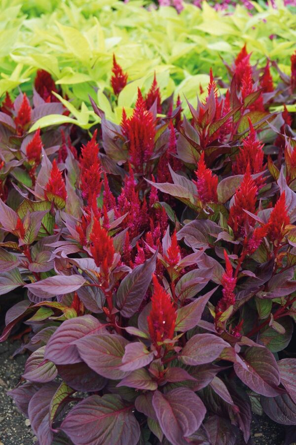 Horoz Ibiği Fidesi 10 Adet Celosia Red Leaf - 
