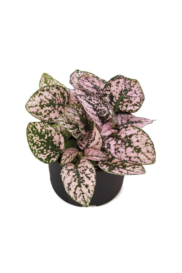 Hostes  Fidesi 10 Adet Hypoestes Pink
