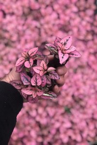 Hostes  Fidesi 10 Adet Hypoestes Pink - 2
