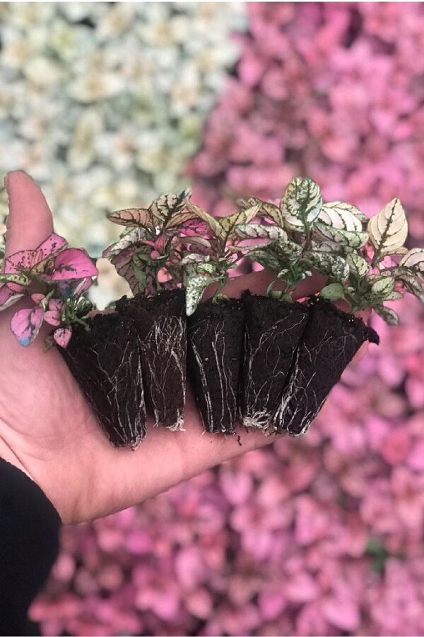 Hostes  Fidesi 10 Adet Hypoestes Pink - 3