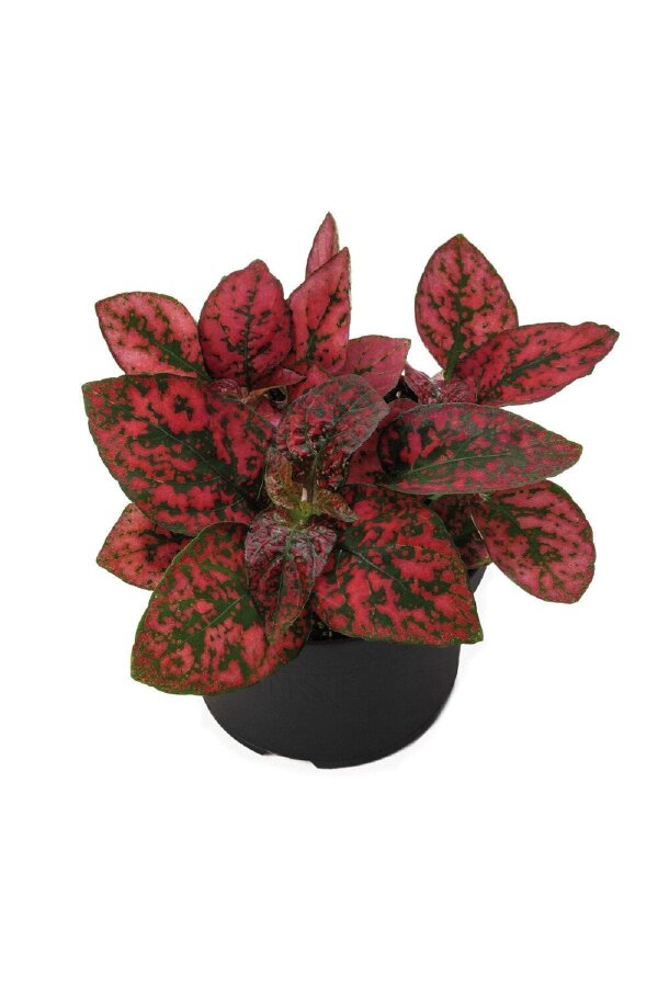 Hostes Çiçeği Fidesi 10 Adet Hypoestes Red - Gardina