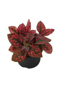 Hostes  Fidesi 10 Adet Hypoestes Red - 1