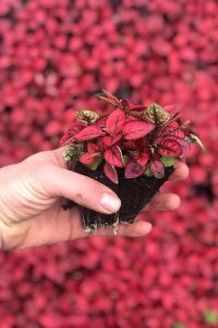Hostes  Fidesi 10 Adet Hypoestes Red - 2