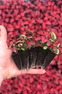 Hostes  Fidesi 10 Adet Hypoestes Red - 3