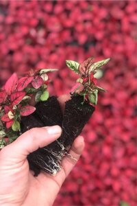 Hostes  Fidesi 10 Adet Hypoestes Red - 4