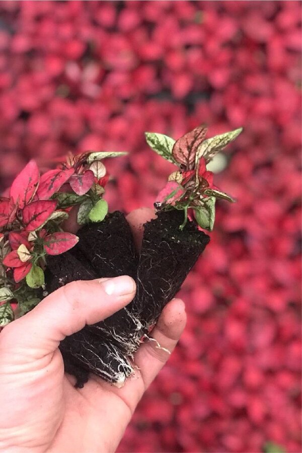 Hostes  Fidesi 10 Adet Hypoestes Red - 4