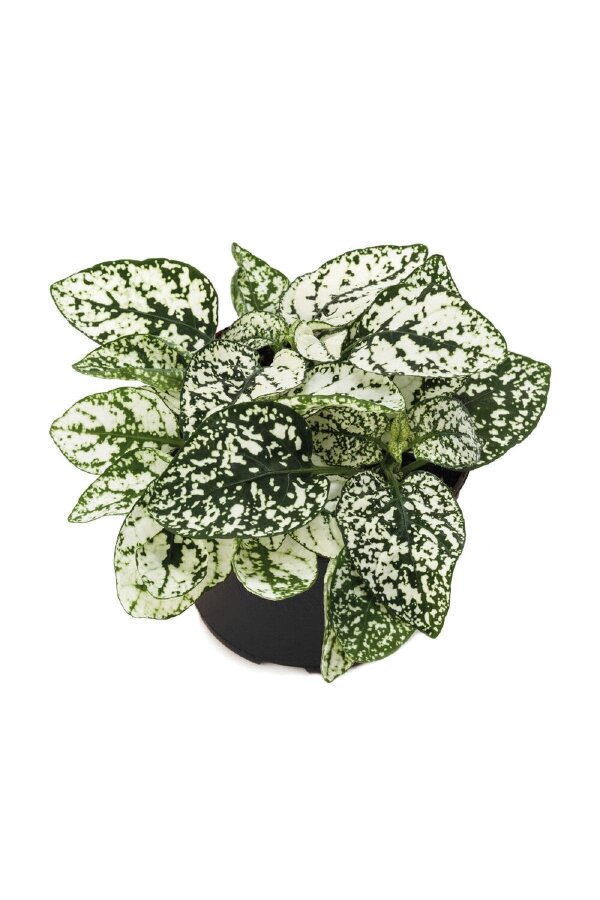 Hostes Çiçeği Fidesi 10 Adet Hypoestes White - Gardina