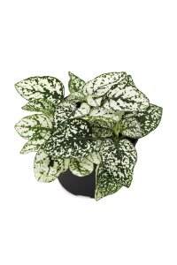 Hostes  Fidesi 10 Adet Hypoestes White - 1
