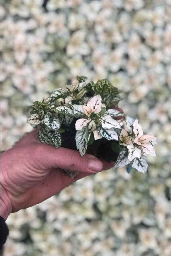 Hostes  Fidesi 10 Adet Hypoestes White - 2