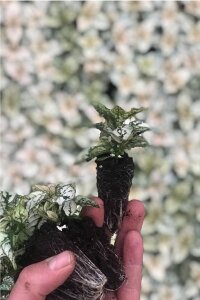 Hostes  Fidesi 10 Adet Hypoestes White - 3