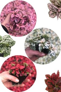 Hostes  Fidesi Mix 10 Adet Hypoestes - 1