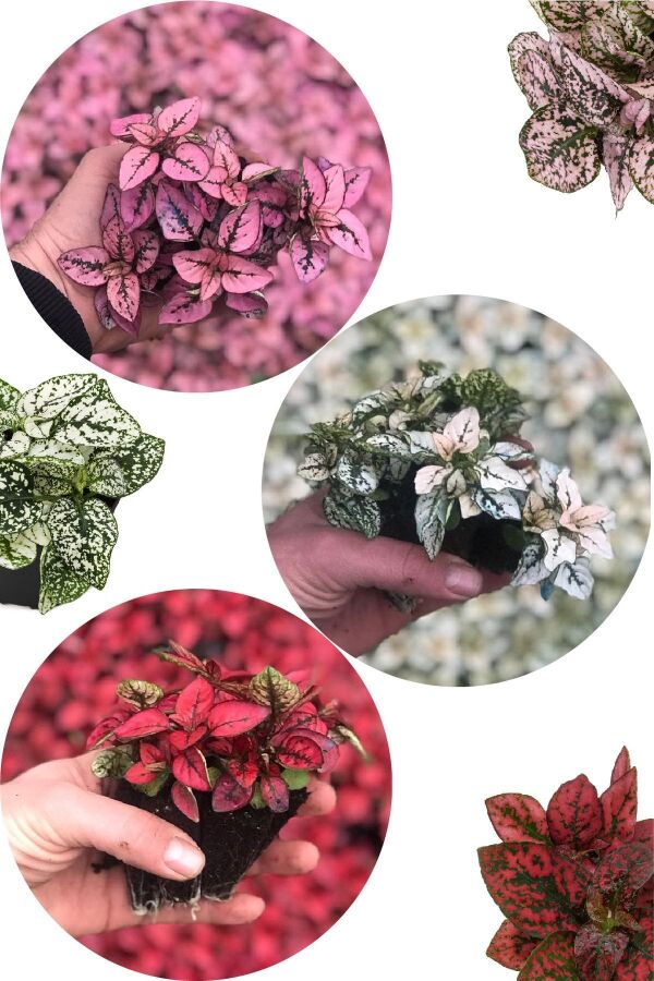 Hostes Çiçeği Fidesi Mix 6 Adet Hypoestes - 