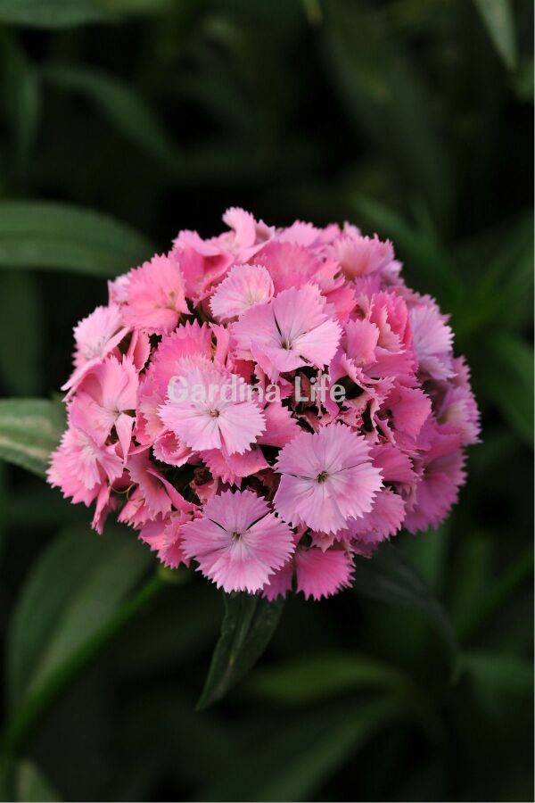 Hüsnü Yusuf  Fidesi  Pink (DİANTHUS BARBATUS)