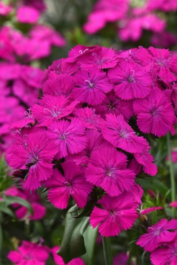 Hüsnü Yusuf  Fidesi 10 Adet Purple (DİANTHUS BARBATUS) - 2