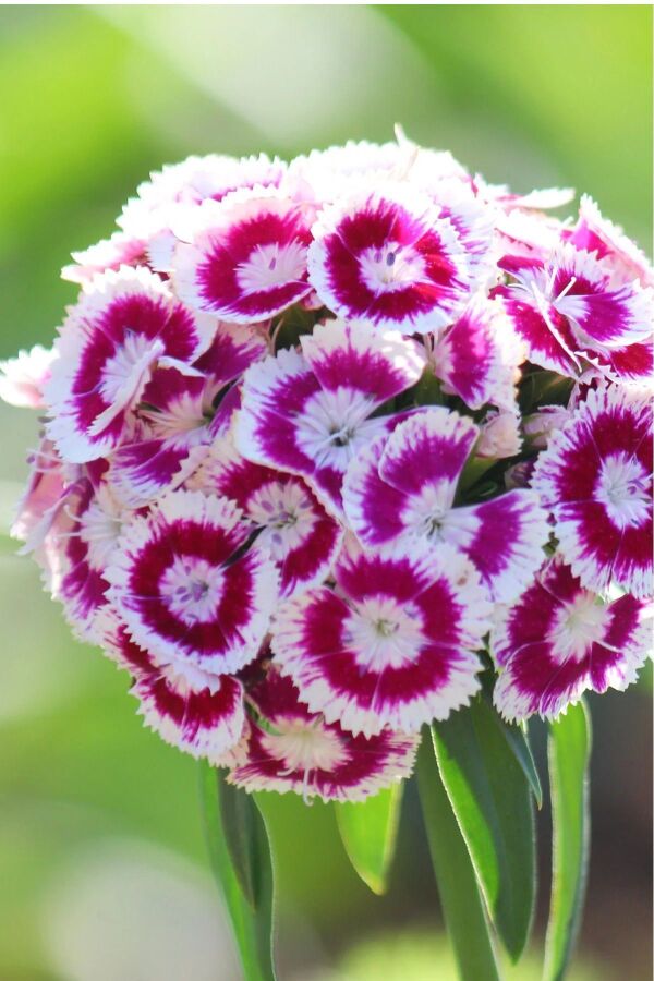 Hüsnü Yusuf Çiçeği Fidesi 10 Adet Purple White Bicolor (DİANTHUS BARBATUS) - 