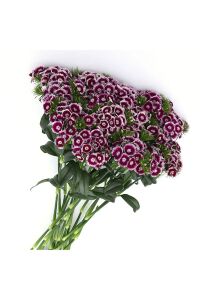 Hüsnü Yusuf  Fidesi  Purple White Bicolor (DİANTHUS BARBATUS) - 4