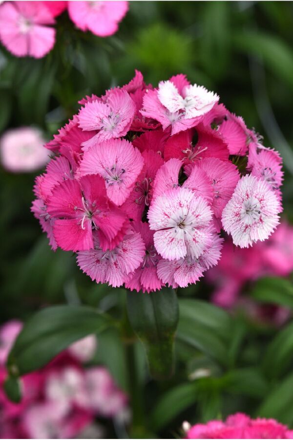 Hüsnü Yusuf Çiçeği Fidesi 10 Adet Rose Magic (DİANTHUS BARBATUS) - 