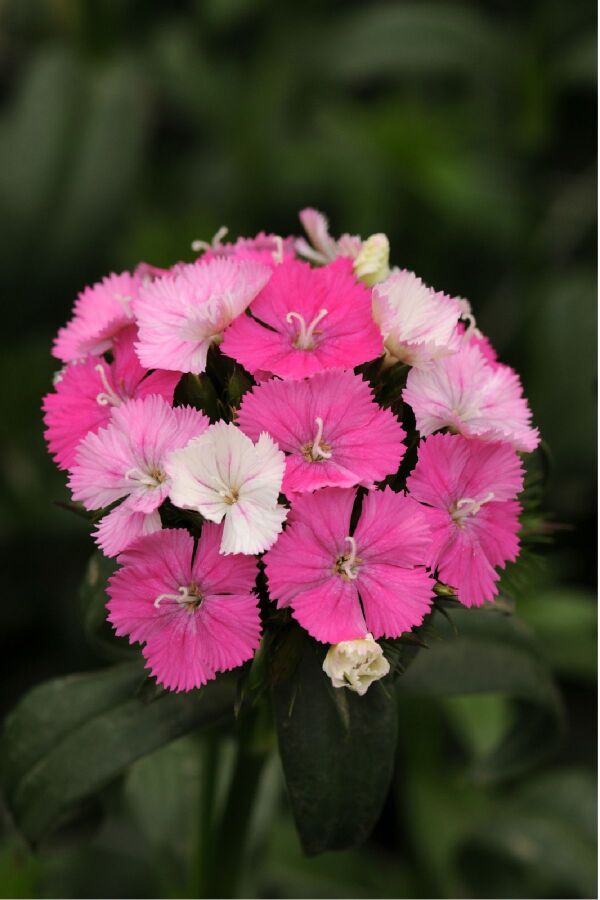 Hüsnü Yusuf Çiçeği Fidesi 10 Adet Rose Magic (DİANTHUS BARBATUS) - Gardina