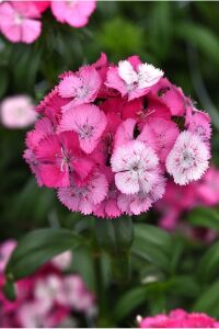 Hüsnü Yusuf  Fidesi 10 Adet Rose Magic (DİANTHUS BARBATUS) - 2