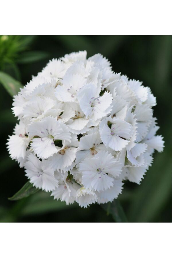 Hüsnü Yusuf Çiçeği Fidesi 10 Adet White (DİANTHUS BARBATUS) - 