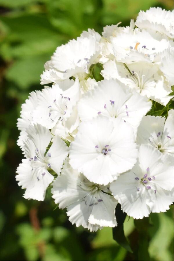 Hüsnü Yusuf  Fidesi  White (DİANTHUS BARBATUS)
