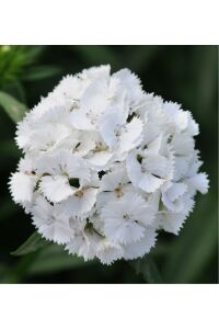 Hüsnü Yusuf  Fidesi  White (DİANTHUS BARBATUS) - 2