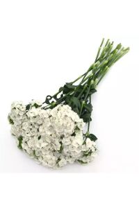 Hüsnü Yusuf  Fidesi  White (DİANTHUS BARBATUS) - 3