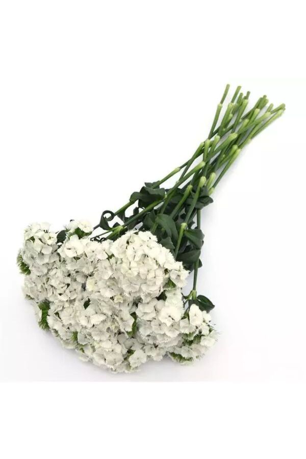 Hüsnü Yusuf  Fidesi  White (DİANTHUS BARBATUS) - 3