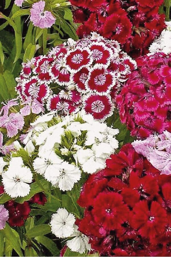 Hüsnü Yusuf Çiçeği Fidesi Mix 10 Adet (DİANTHUS BARBATUS) - 