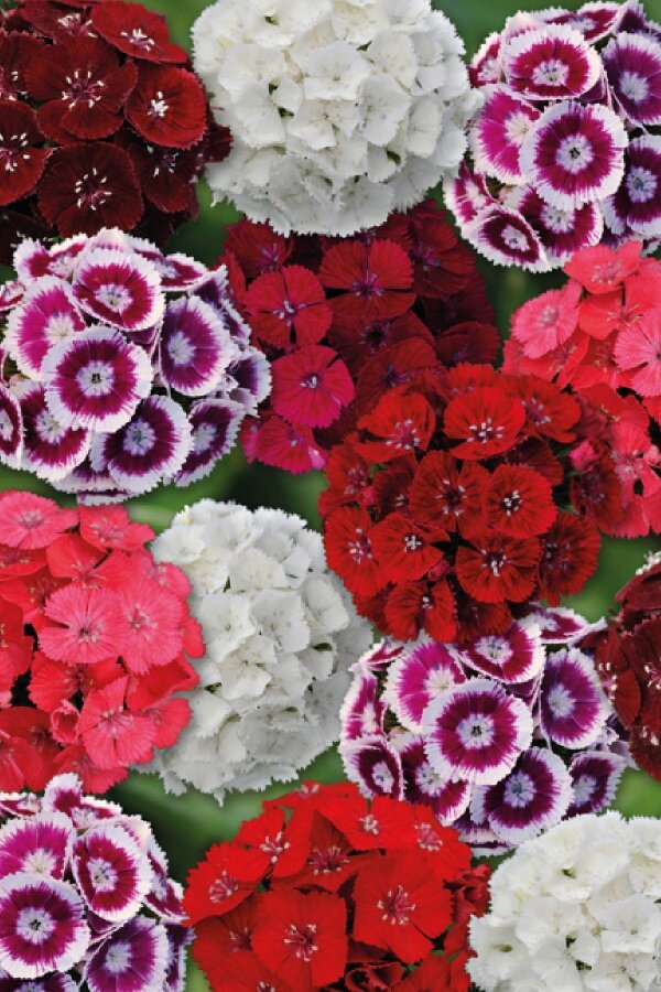 Hüsnü Yusuf Çiçeği Fidesi Mix 10 Adet (DİANTHUS BARBATUS) - Gardina