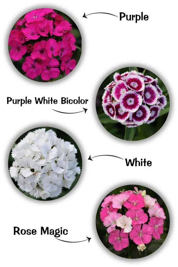 Hüsnü Yusuf Çiçeği Fidesi Mix 8 Adet ( 4 Farklı Renk ) - (DİANTHUS BARBATUS) - 