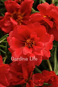 İpek Çiçeği Fidesi Katmerli Deep Red Portulaca 10 Adet - 1
