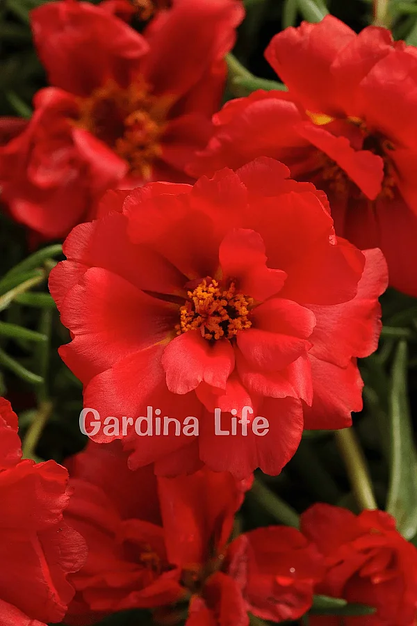 İpek Çiçeği Fidesi Katmerli Deep Red Portulaca 10 Adet
