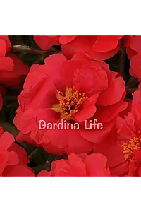 İpek Çiçeği Fidesi Katmerli Deep Red Portulaca 10 Adet - 2