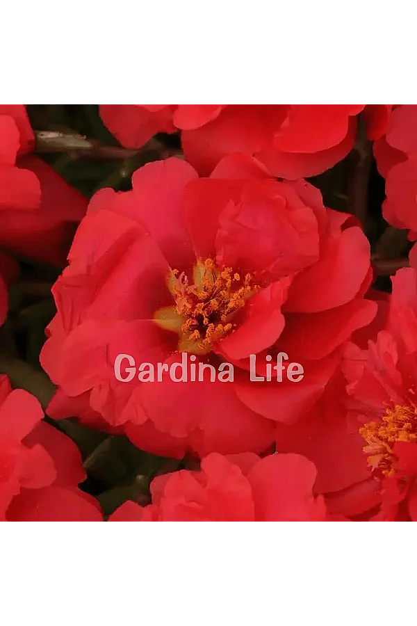 İpek Çiçeği Fidesi Katmerli Deep Red Portulaca 10 Adet - 2