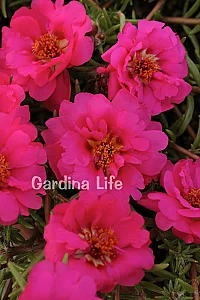 İpek Çiçeği Fidesi Katmerli Fuchsia Portulaca 10 Adet - 1